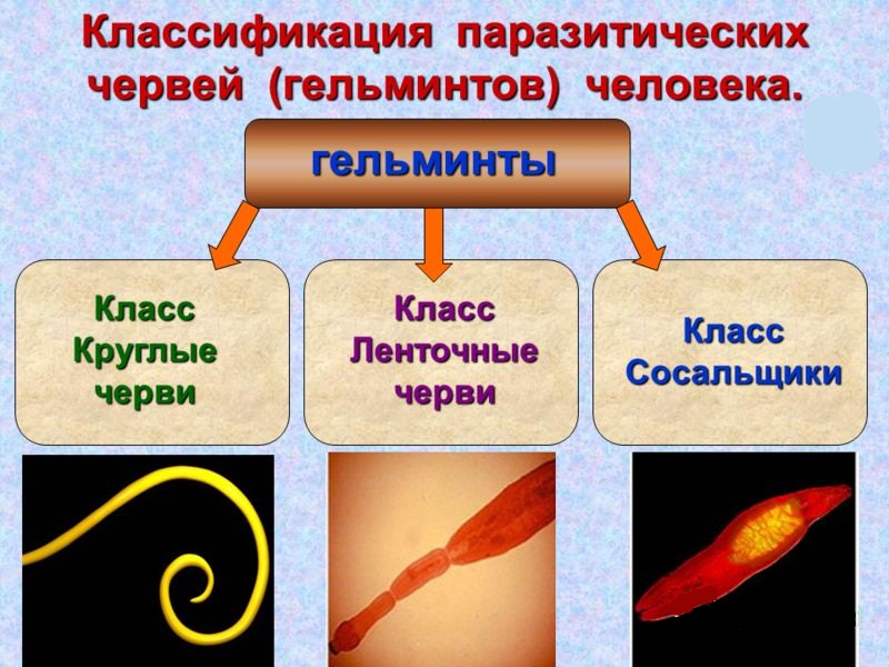 Паразиты в организме человека фото с названиями