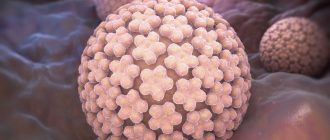 вирус папилломы человека